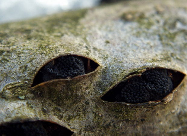 eutipelka  Eutipela sp.