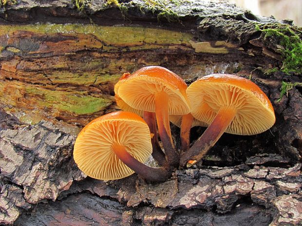 plamienka Flammulina sp.