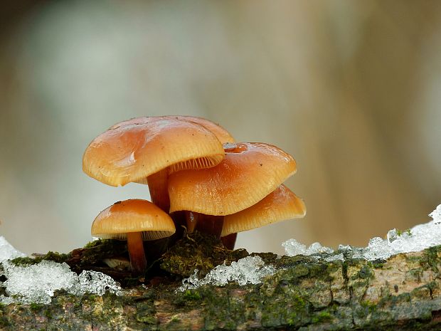 plamienka Flammulina sp.