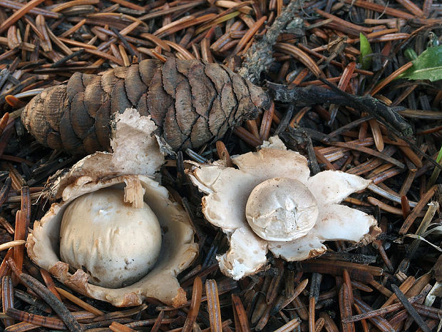 hviezdovka strapkatá Geastrum fimbriatum Fr.