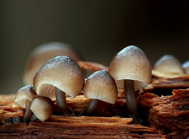 prilbička hnedosivá Mycena tintinnabulum (Paulet) Quél.