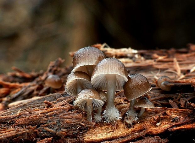 prilbička hnedosivá Mycena tintinnabulum (Paulet) Quél.