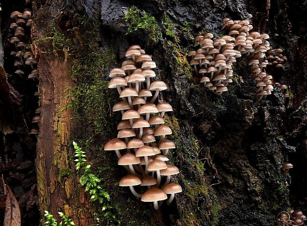 prilbička hnedosivá Mycena tintinnabulum (Paulet) Quél.