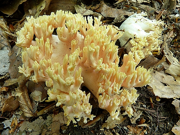 strapačka Ramaria sp.