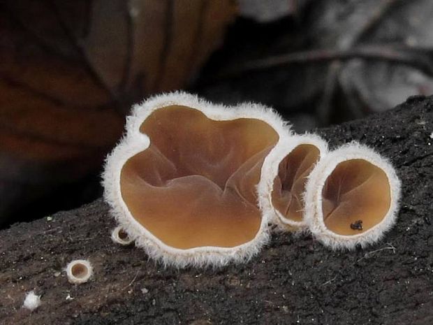 škľabka plstnatá Schizophyllum amplum (Lév.) Nakasone