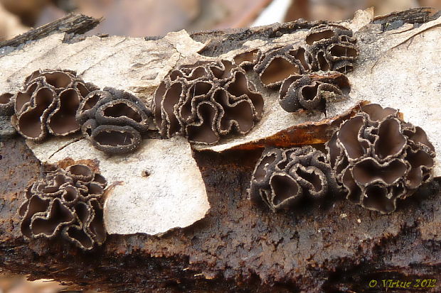 dutinovka lužná Sclerencoelia fascicularis (Alb. & Schwein.) P. Karst.