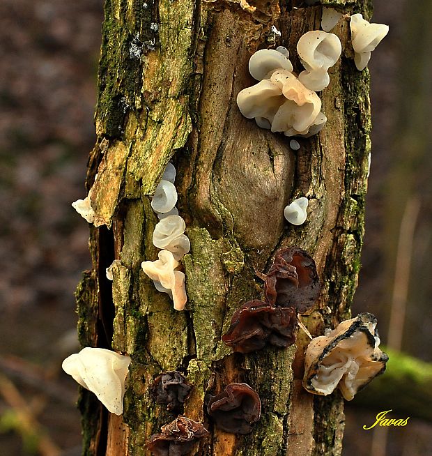 boltcovitka bezová - Ucho Jidášovo bílá forma Auricularia auricula-judae var. lactea Quél