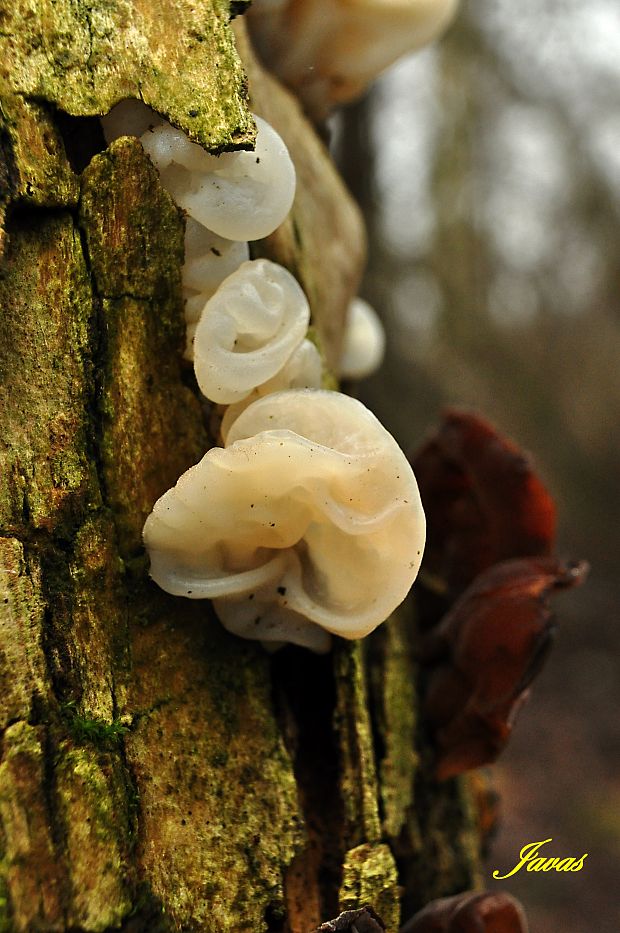 boltcovitka bezová - Ucho Jidášovo Auricularia auricula-judae var. lactea Quél