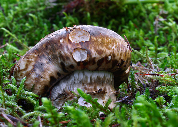 náramkovka cisárska Catathelasma imperiale (P. Karst.) Singer