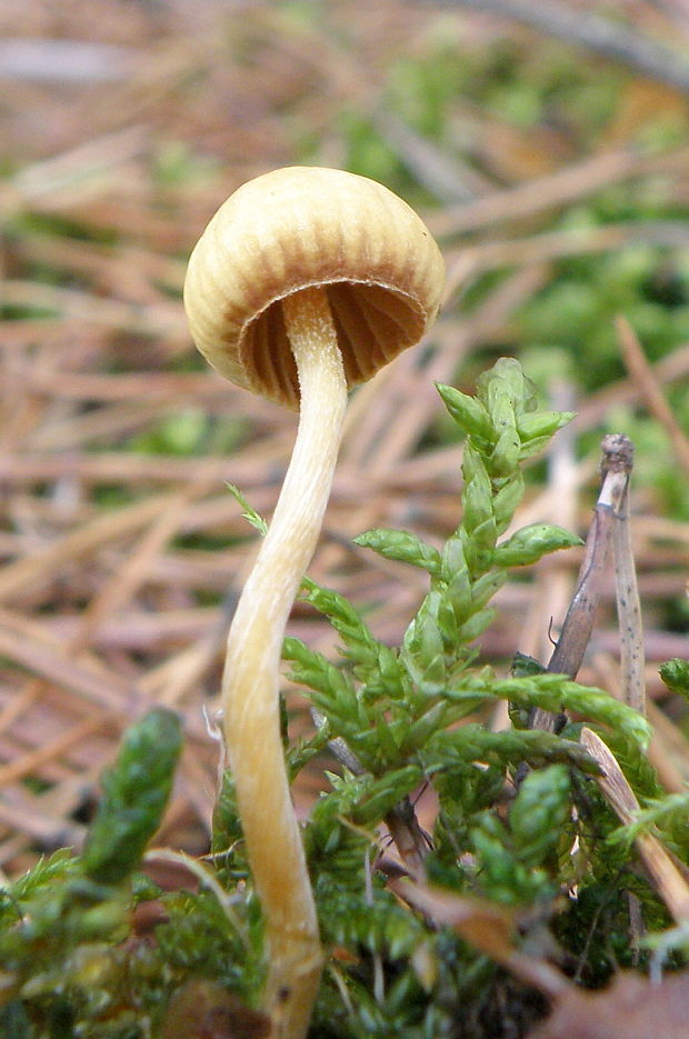 kapucňovec Conocybe sp.