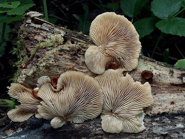 pahliva šafranová Crepidotus crocophyllus (Berk.) Sacc.