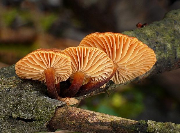 plamienka Flammulina sp.