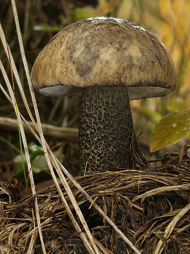 kozák rozličnofarebný Leccinum variicolor Watling