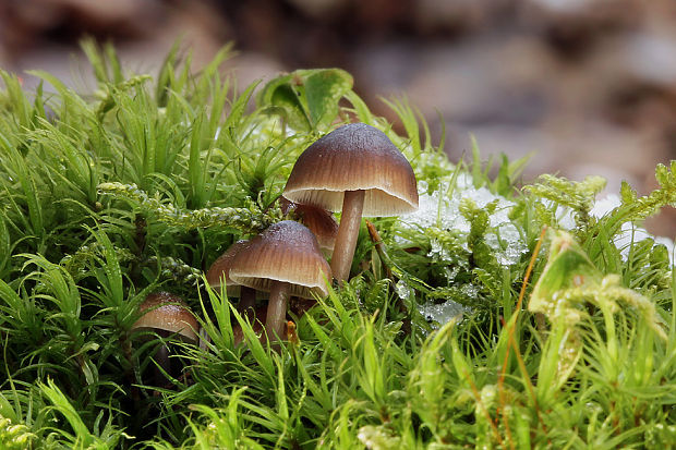 prilbička hnedosivá Mycena tintinnabulum (Paulet) Quél.