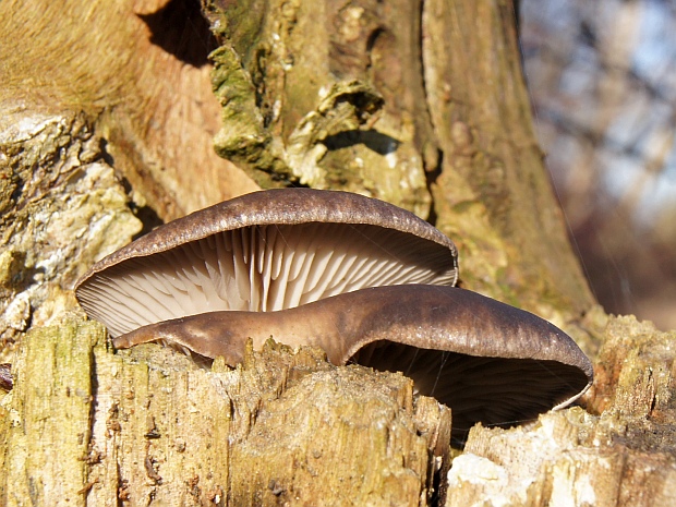 hliva ustricovitá Pleurotus ostreatus (Jacq.) P. Kumm.