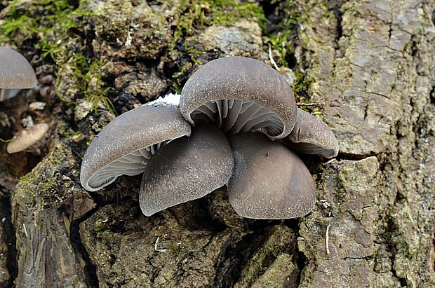 hliva ustricovitá Pleurotus ostreatus (Jacq.) P. Kumm.