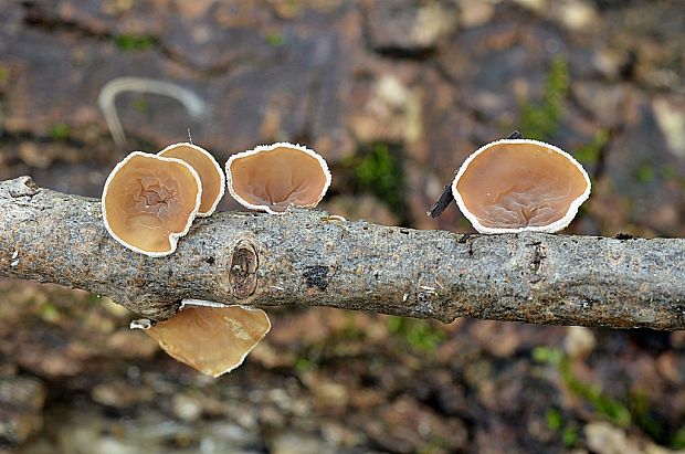 škľabka plstnatá Schizophyllum amplum (Lév.) Nakasone