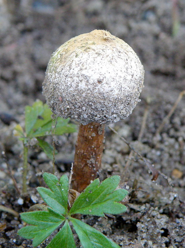 stopkovec vláknitý Tulostoma fimbriatum Fr.