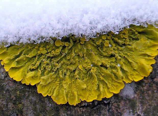 diskovník múrový Xanthoria parietina var. parietina