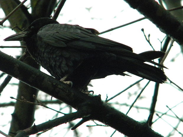 vrana corvus