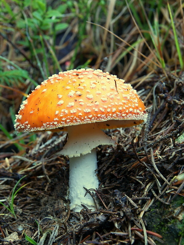 muchotrávka červená Amanita muscaria (L.) Lam.