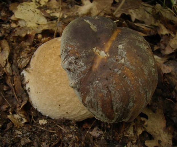 hríb bronzový Boletus aereus Bull. ex Fr.