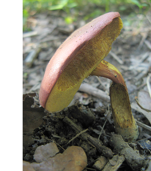 suchohríb červenohnedý Boletus ferrugineus Schaeff.