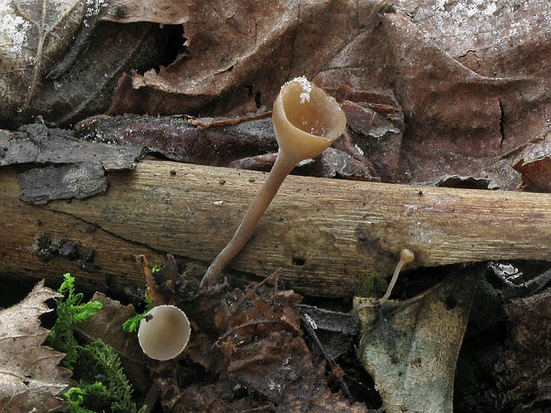 jahňadka obyčajná Ciboria amentacea (Balb.) Fuckel