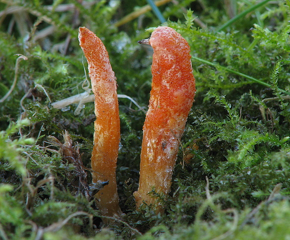 žezlovka hmyzová Cordyceps militaris (Fr.) Link