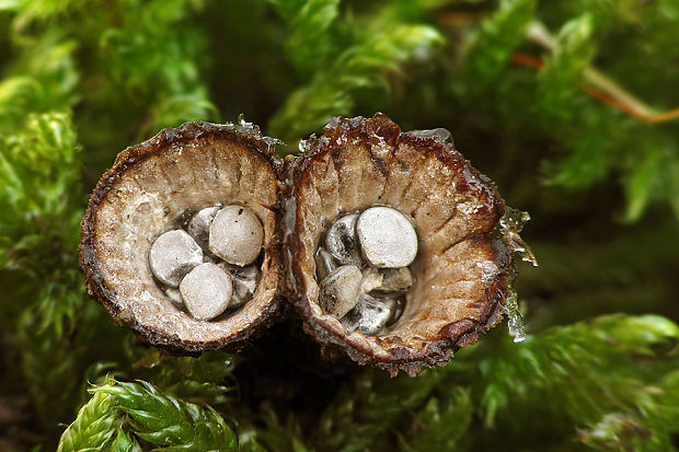 čiaškovec pásikavý Cyathus striatus (Huds.) Willd.