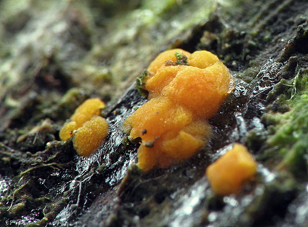 slzovec rôsolovitý Dacrymyces stillatus Nees