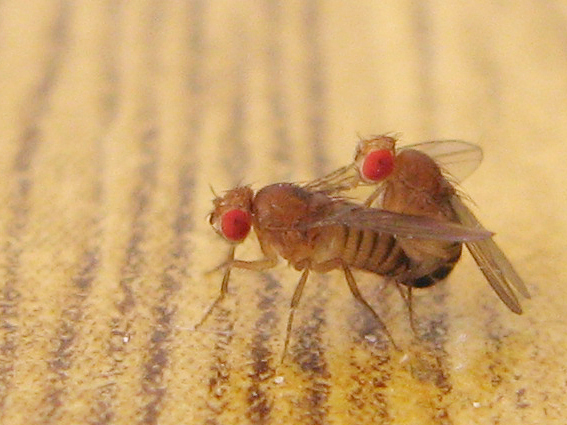 drosofila Drosophila sp.