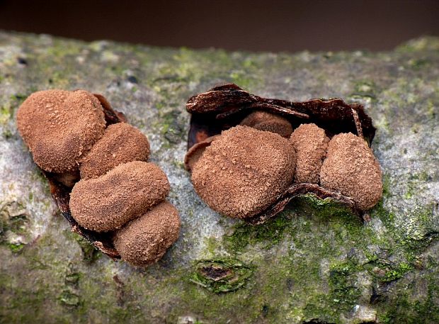 dutinovka otrubnatá Encoelia furfuracea (Roth) P. Karst.