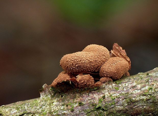 dutinovka otrubnatá Encoelia furfuracea (Roth) P. Karst.