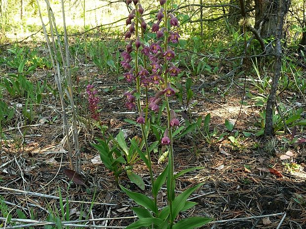 kruštík tmavočervený -  kruštík tmavočervený pravý Epipactis atrorubens subsp. atrorubens (Hoffm.) Besser