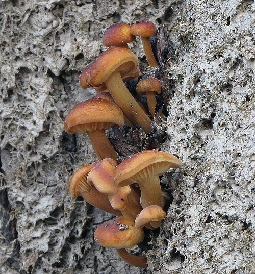 plamienka Flammulina sp.