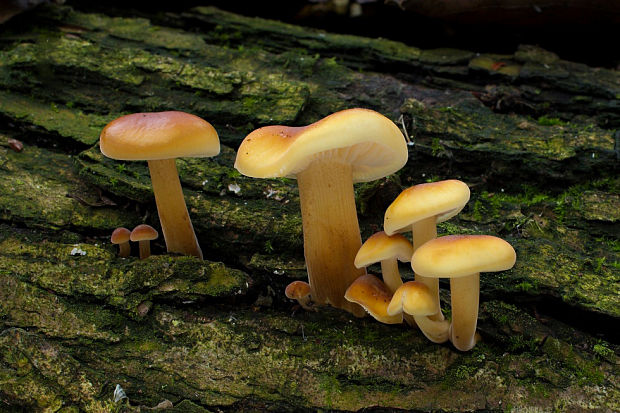 plamienka Flammulina sp.