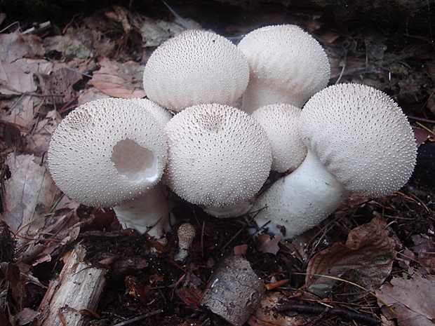 prášnica bradavičnatá Lycoperdon perlatum Pers.