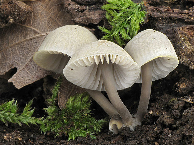 prilbička Mycena sp.