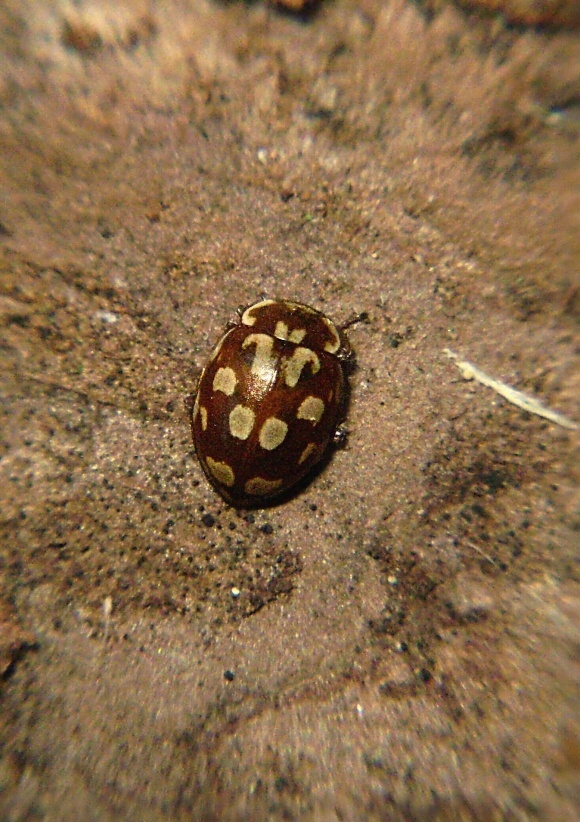 lienka / slunéčko osmnáctitečné Myrrha octodecimguttata Linnaeus, 1758