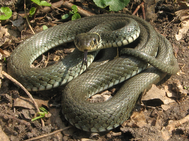 užovka obyčajná Natrix natrix