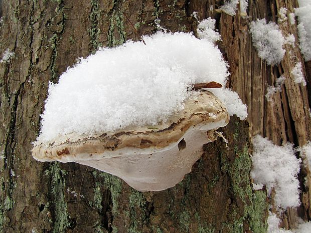 ohňovec obyčajný-ohňovec obecný Phellinus igniarius (L.) Quél.