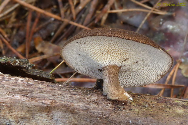 trúdnik Polyporus sp.