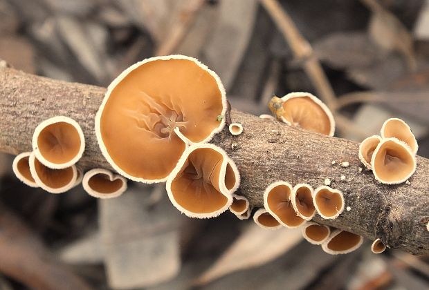 škľabka plstnatá Schizophyllum amplum (Lév.) Nakasone