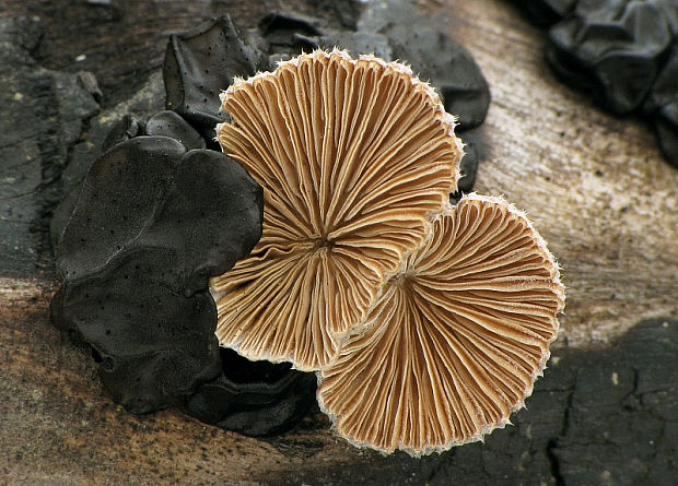 klanolupeňovka obyčajná Schizophyllum commune Fr.