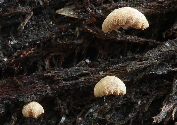 smeťovička zelenkastohnedá Simocybe haustellaris (Fr.) Watling