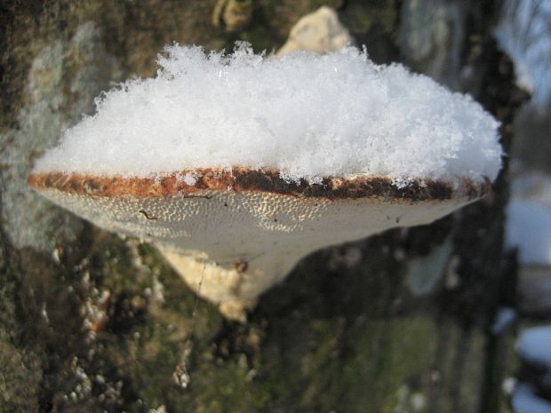 trúdnikovec Trametes sp.