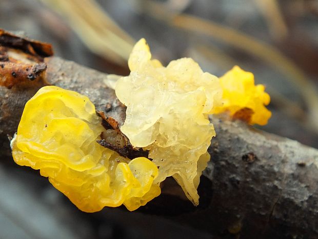 rôsolovka zlatožltá Tremella mesenterica Retz.