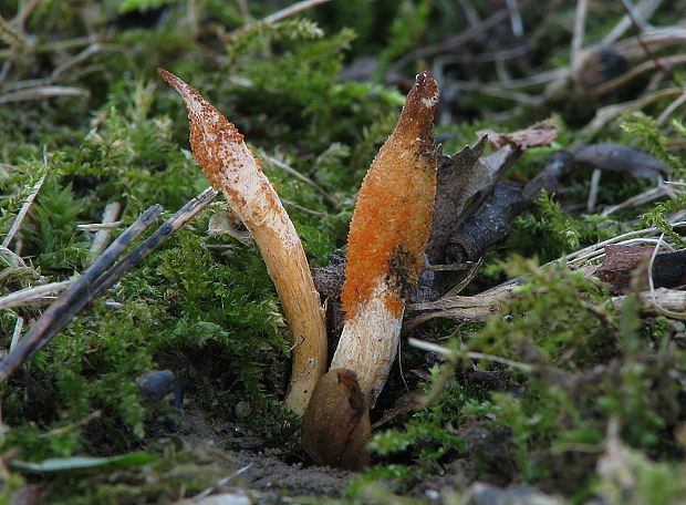 žezlovka hmyzová Cordyceps militaris (Fr.) Link