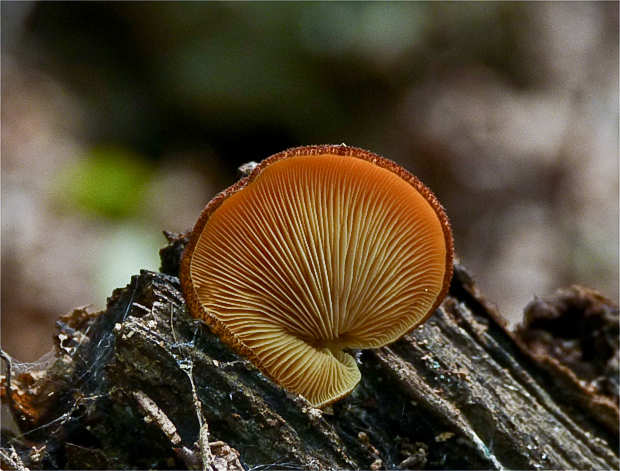 pahliva šafranová Crepidotus crocophyllus (Berk.) Sacc.